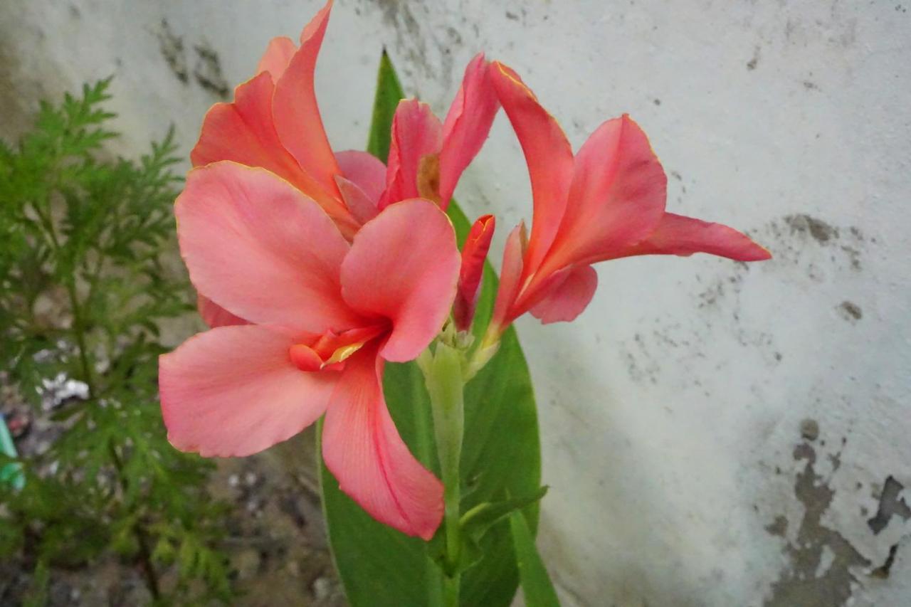 Homestay Minh Tu Hue Buitenkant foto